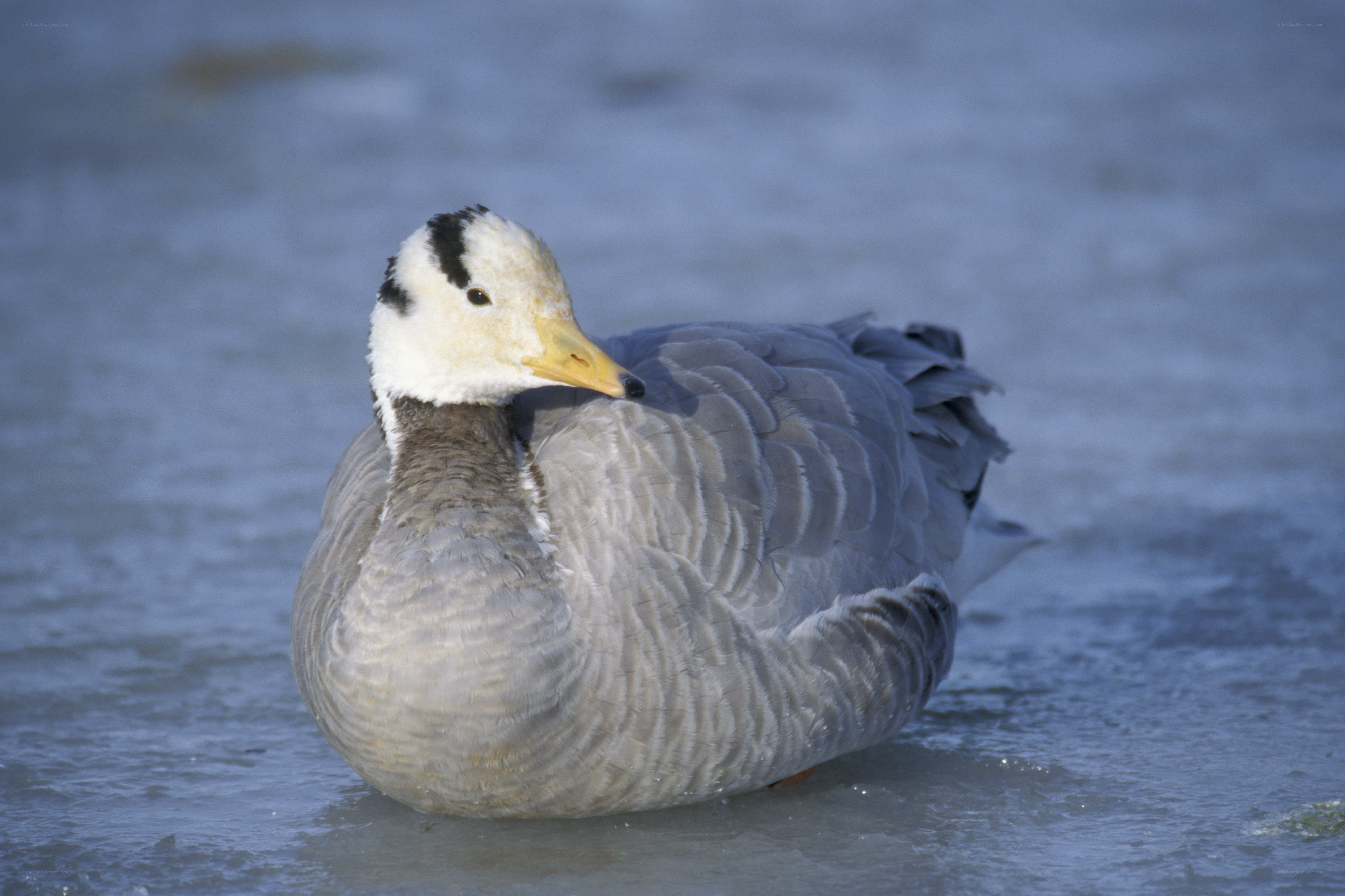White-faced duck on ice
