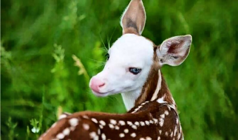 White-faced Fawn