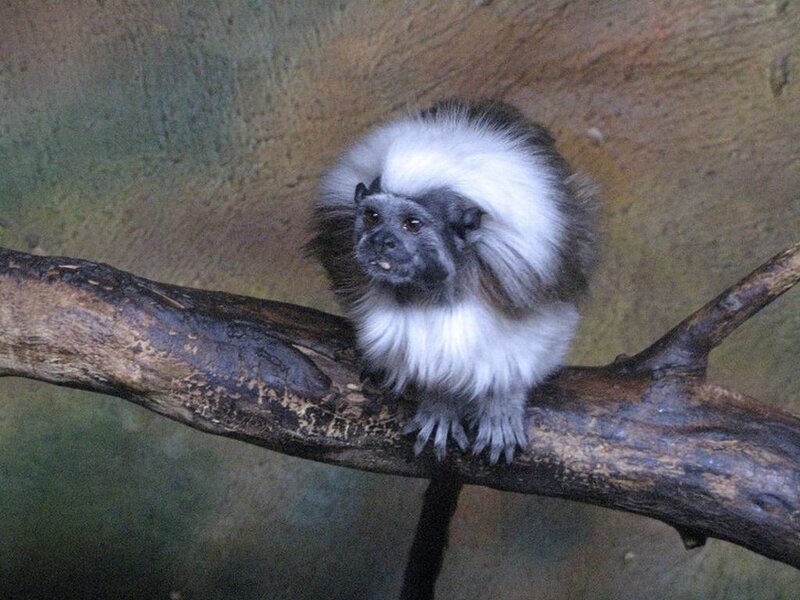 White-faced Marmoset
