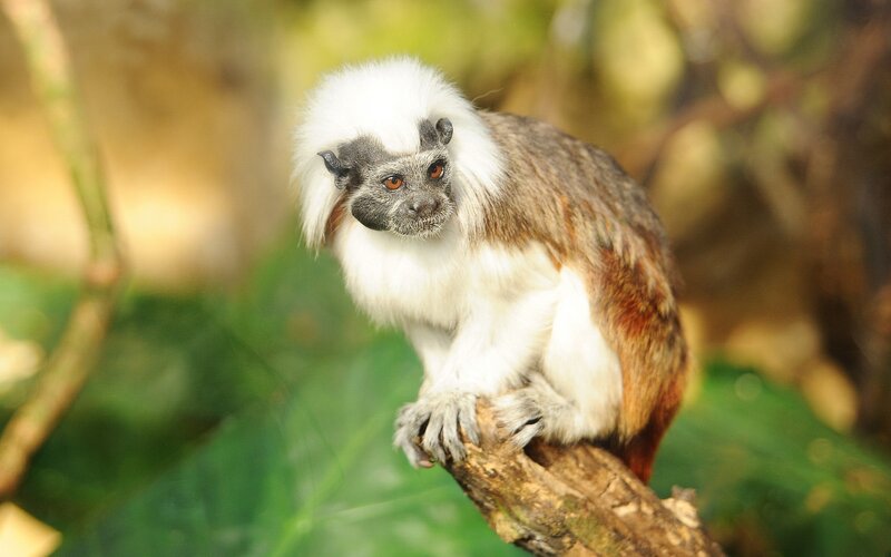 White-faced Marmoset — White, Calm