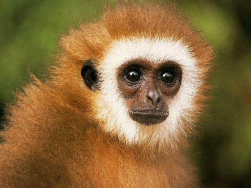 white-faced monkey close-up