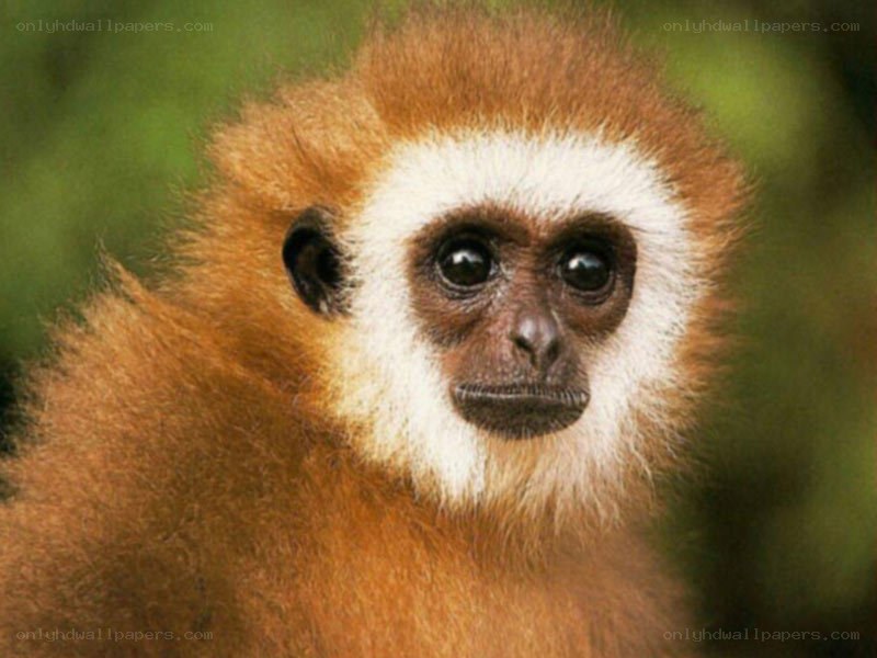 white-faced monkey close-up