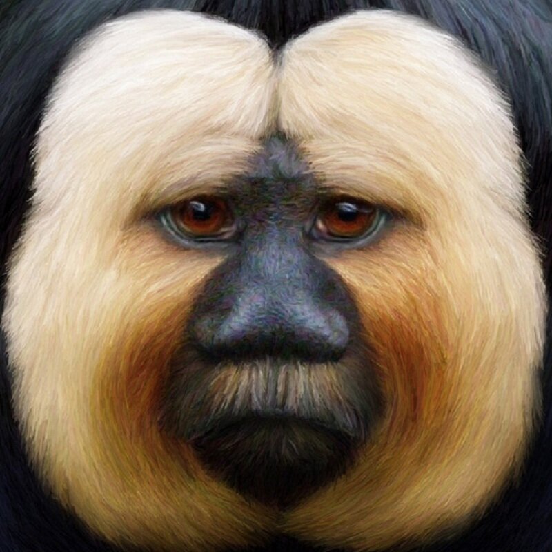 White-faced Monkey