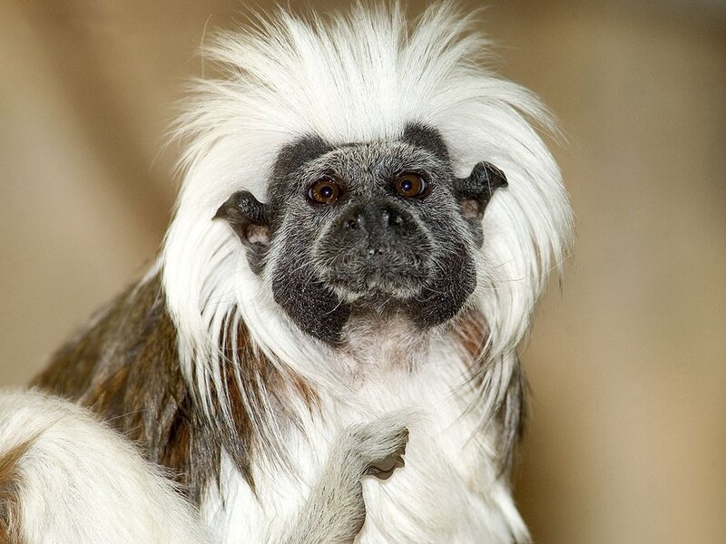 White-faced saki monkey