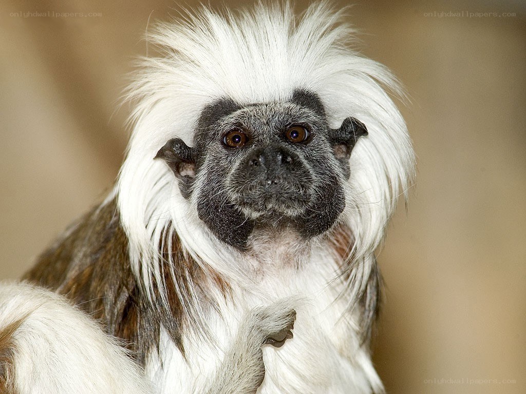 White-faced saki monkey