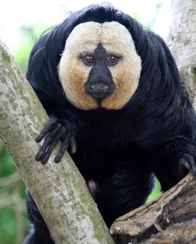 White-faced Saki Monkey — Black