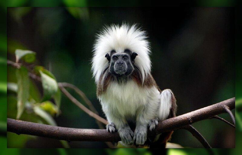 White-faced Saki Monkey — Green