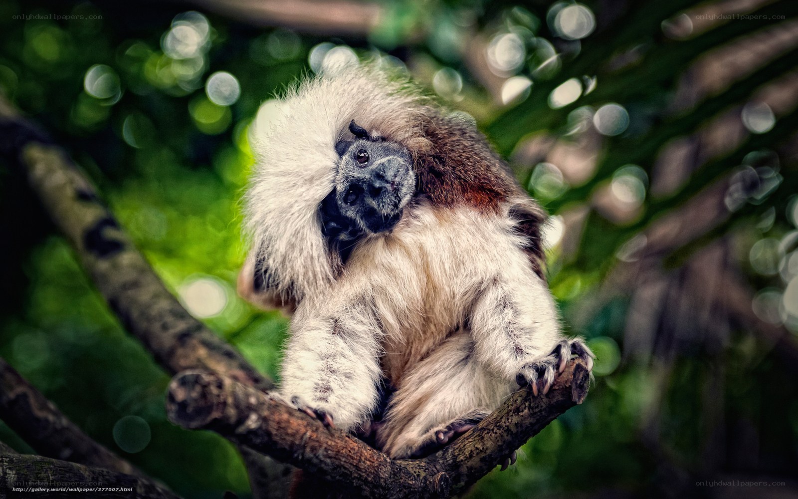 White-faced saki monkey on branch