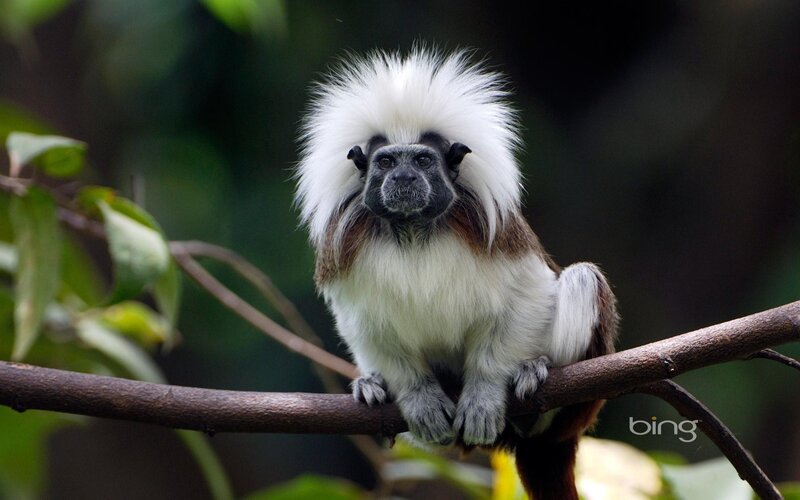 White-faced Saki Monkey — White, Calm