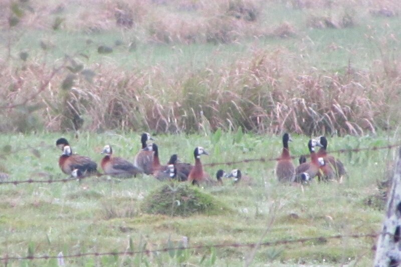 White-faced Whistling Ducks — Green