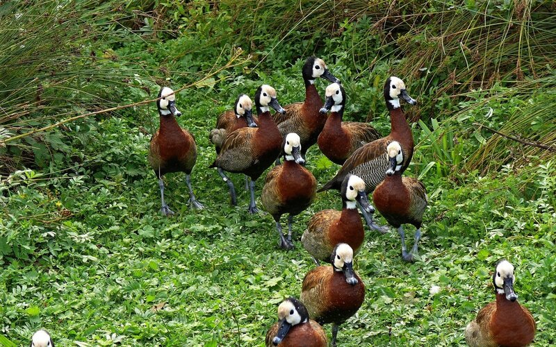 White-faced Whistling Ducks