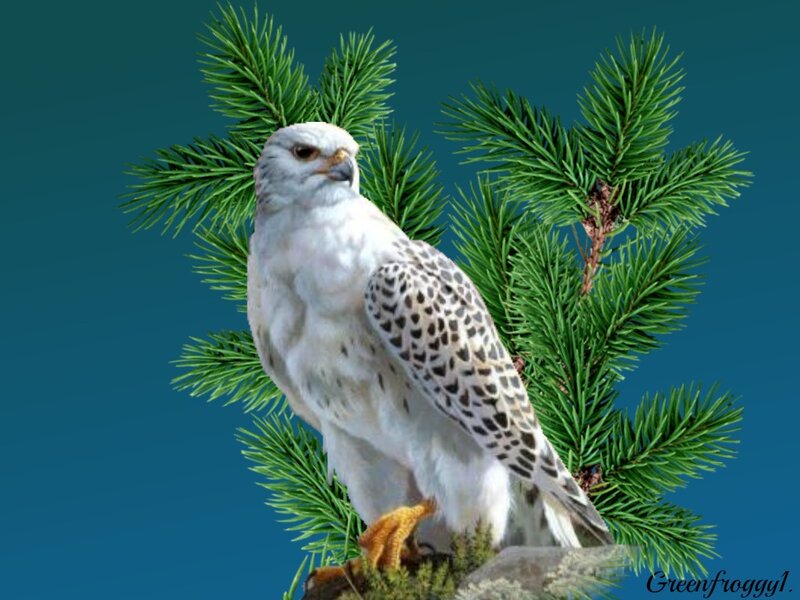 White Falcon on Branch