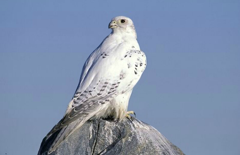White Falcon on Rock — Calm