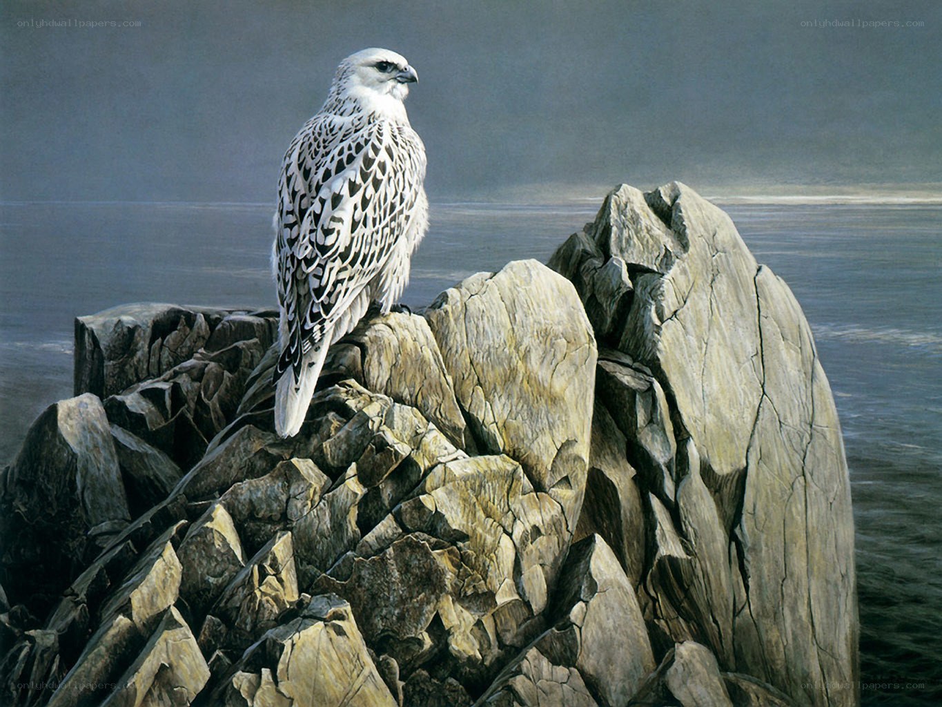 White falcon on rocky cliff