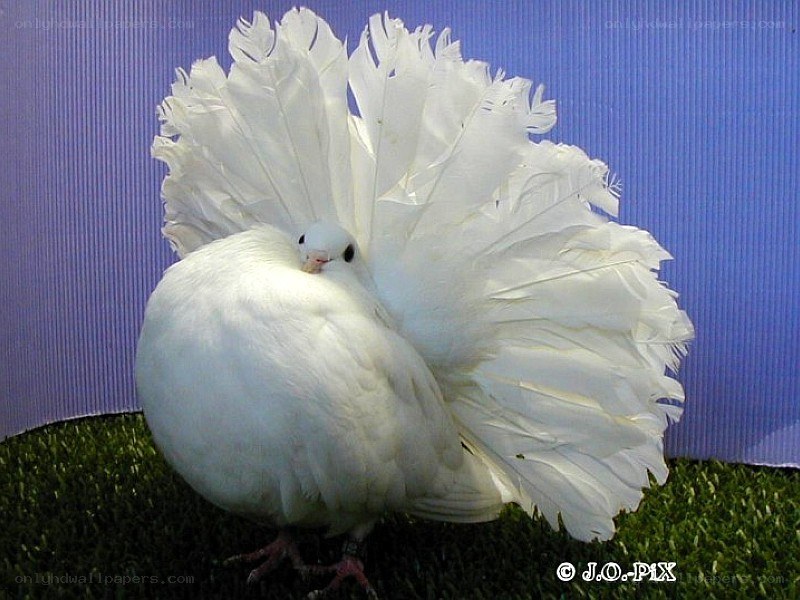 white fantail pigeon