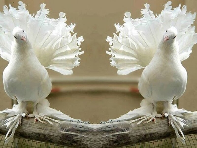 White Fantail Pigeons — Calm, Photograph