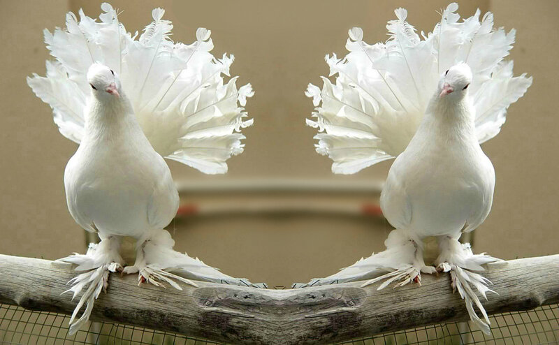 White Fantail Pigeons — Calm