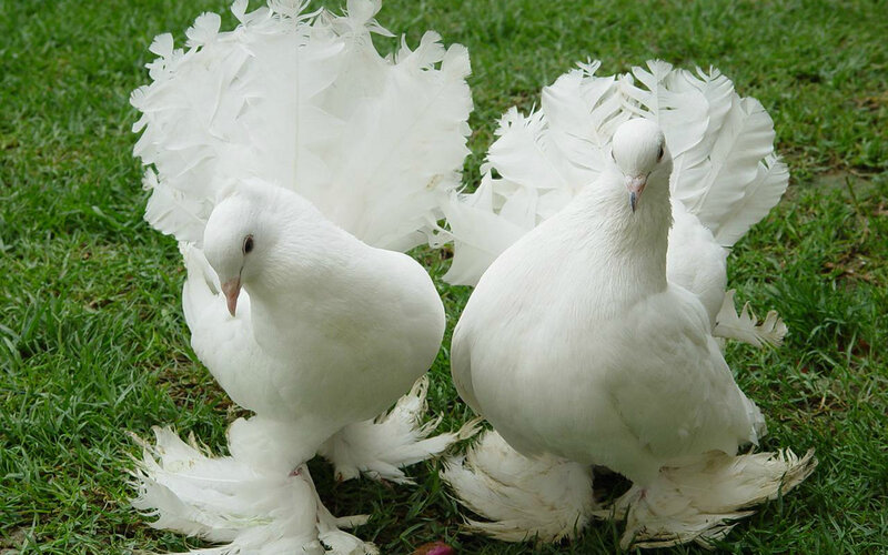 White Fantail Pigeons