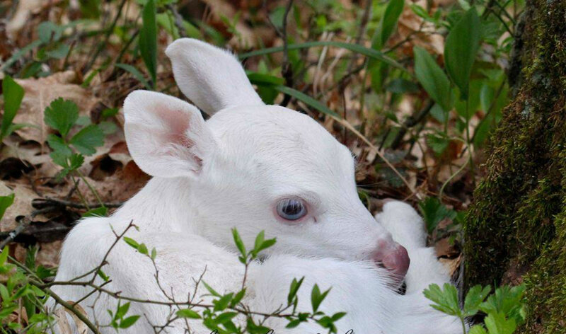 White Fawn in Forest
