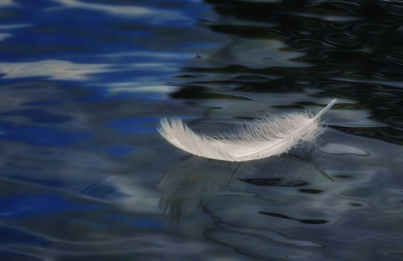 White Feather Floating — Blue