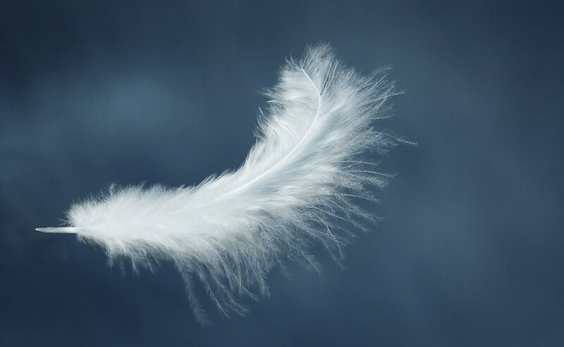 white feather floating