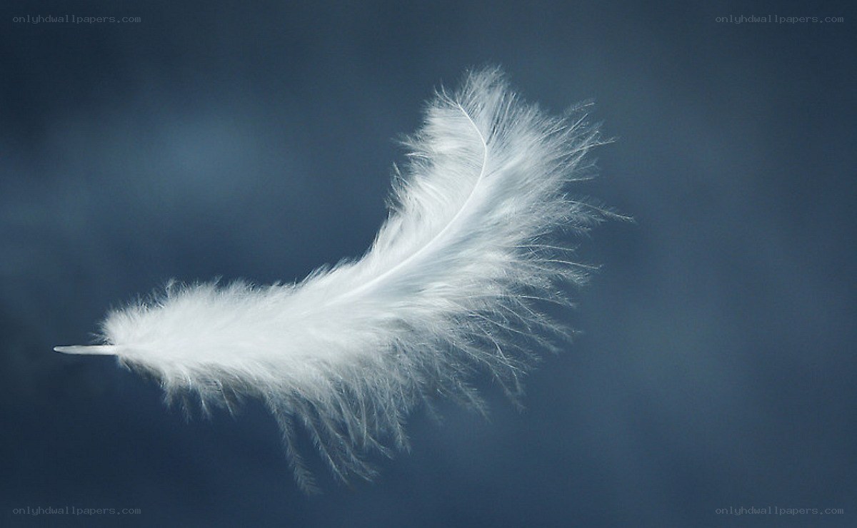 white feather floating