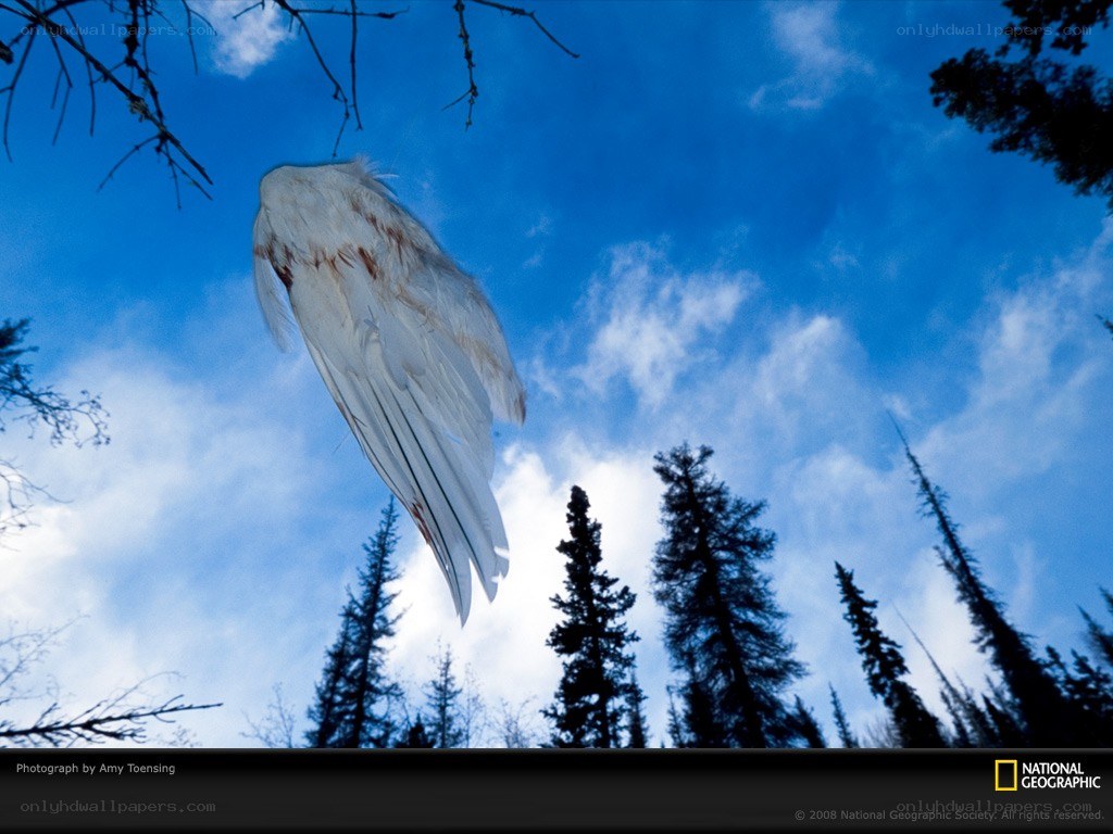 White feather in blue sky