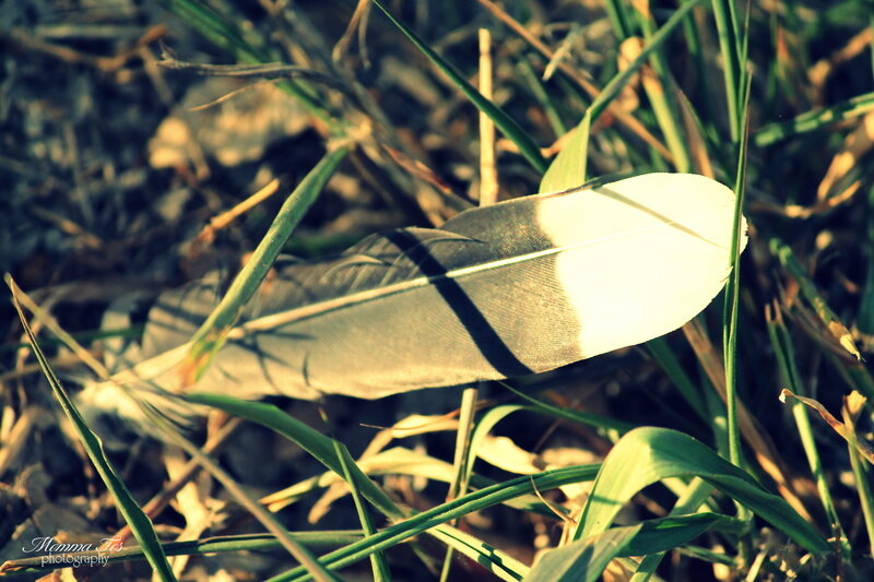 White Feather in Grass — Green