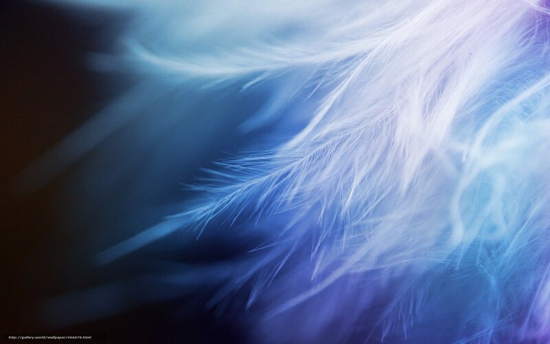 White Feather in Motion — Blue