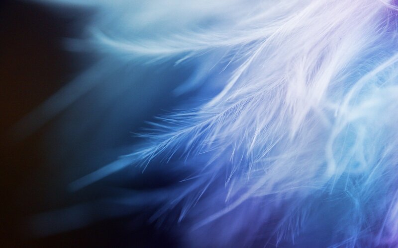 White Feather in Motion