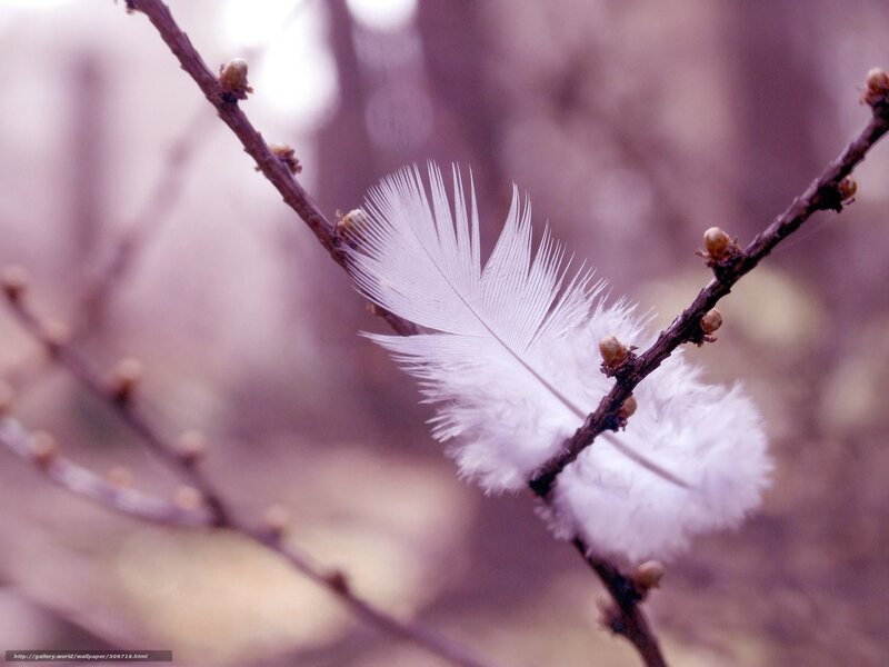 White feather on a branch