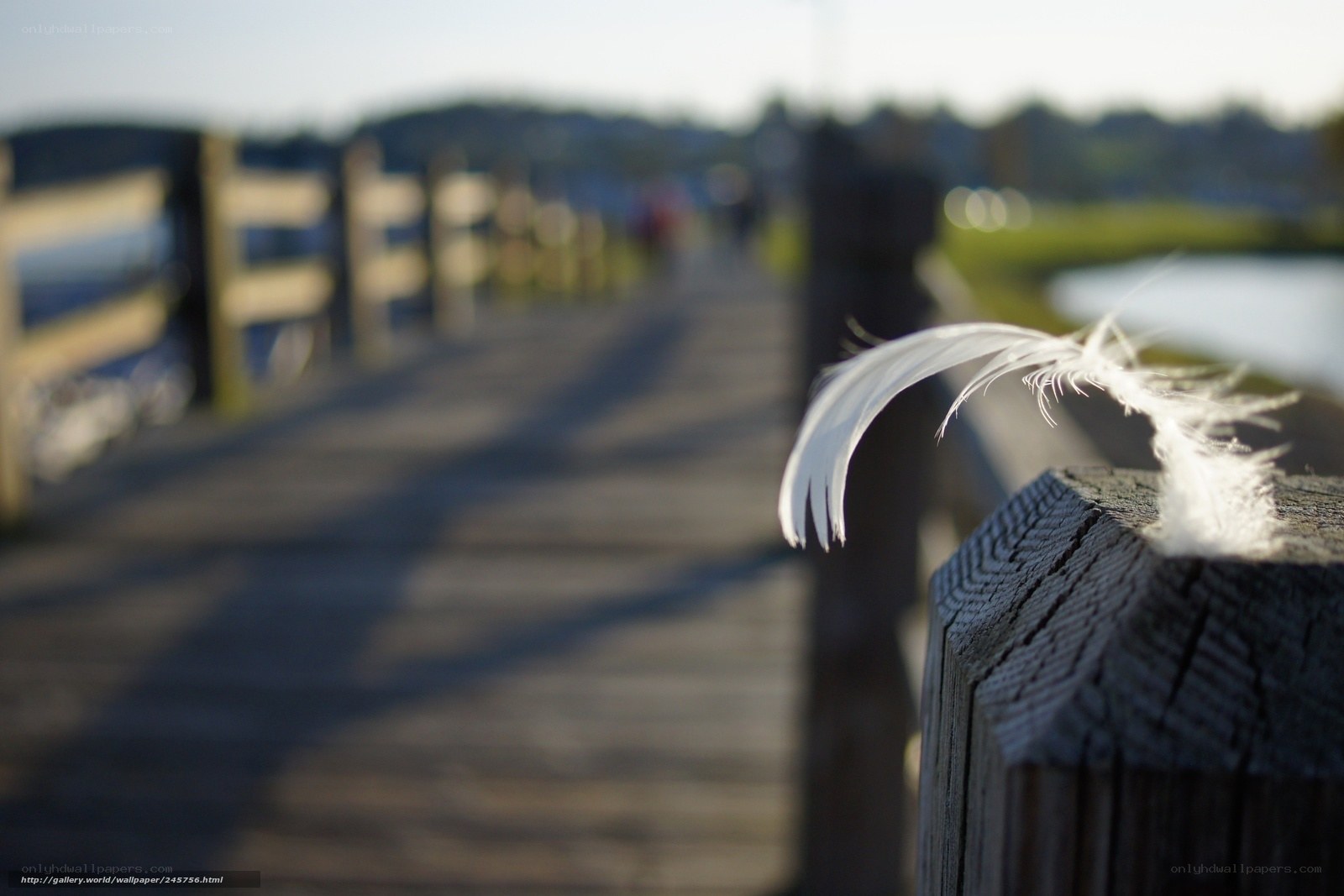 White feather on a wooden post