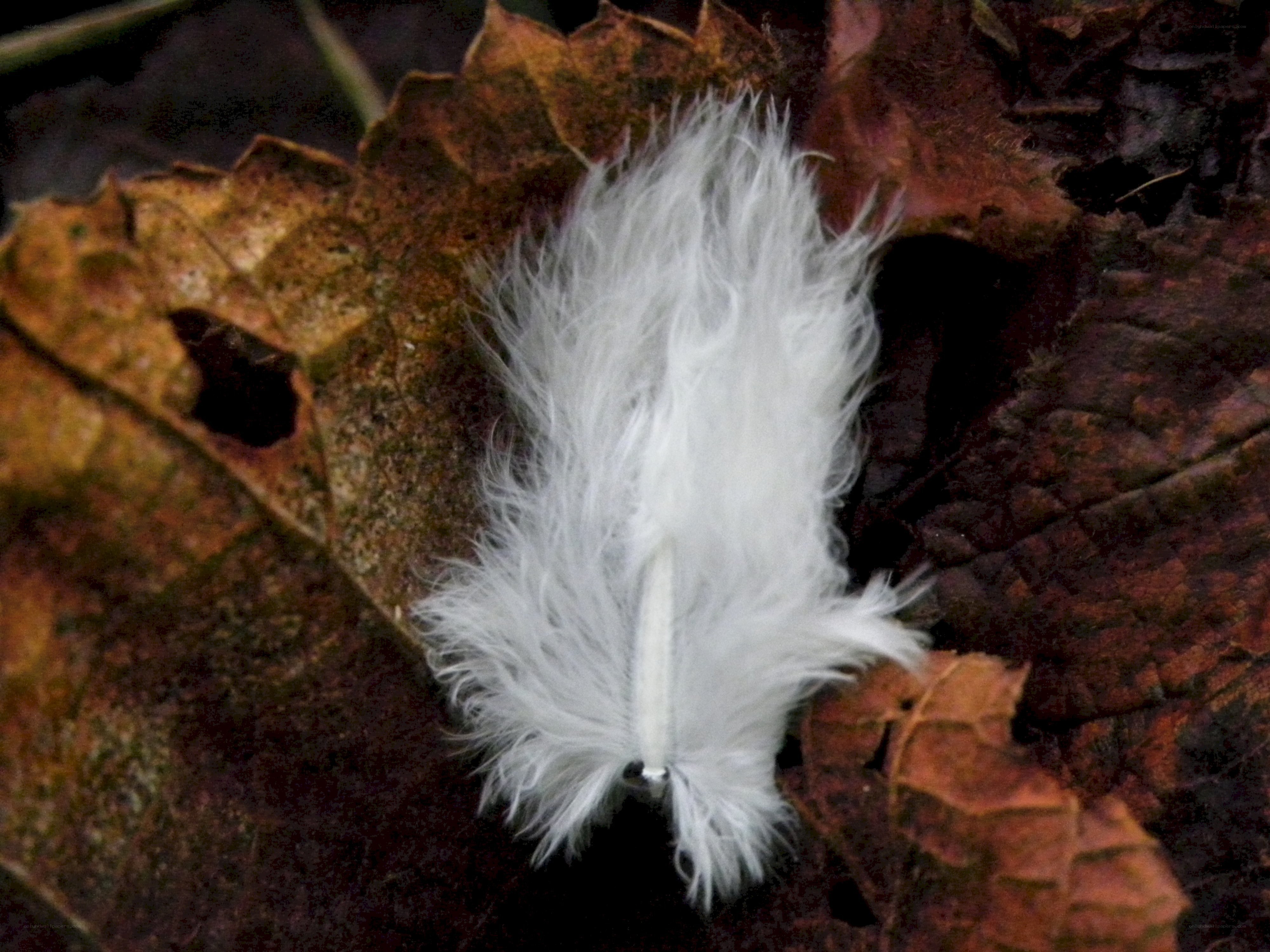 White feather on autumn leaf