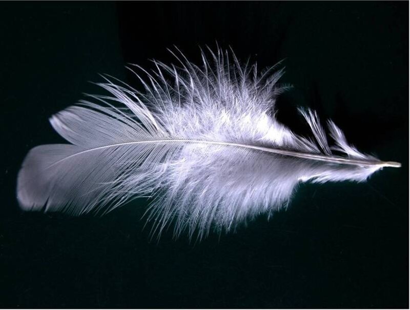 White feather on black background