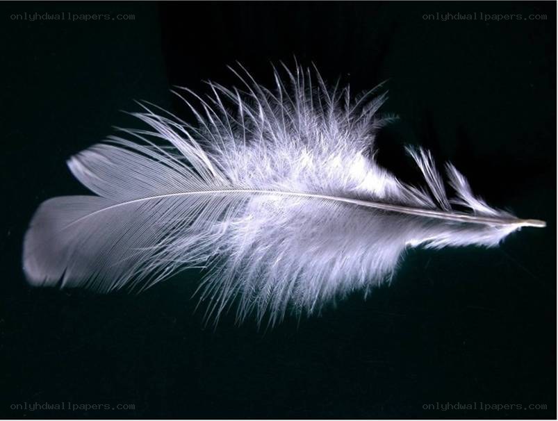 White feather on black background