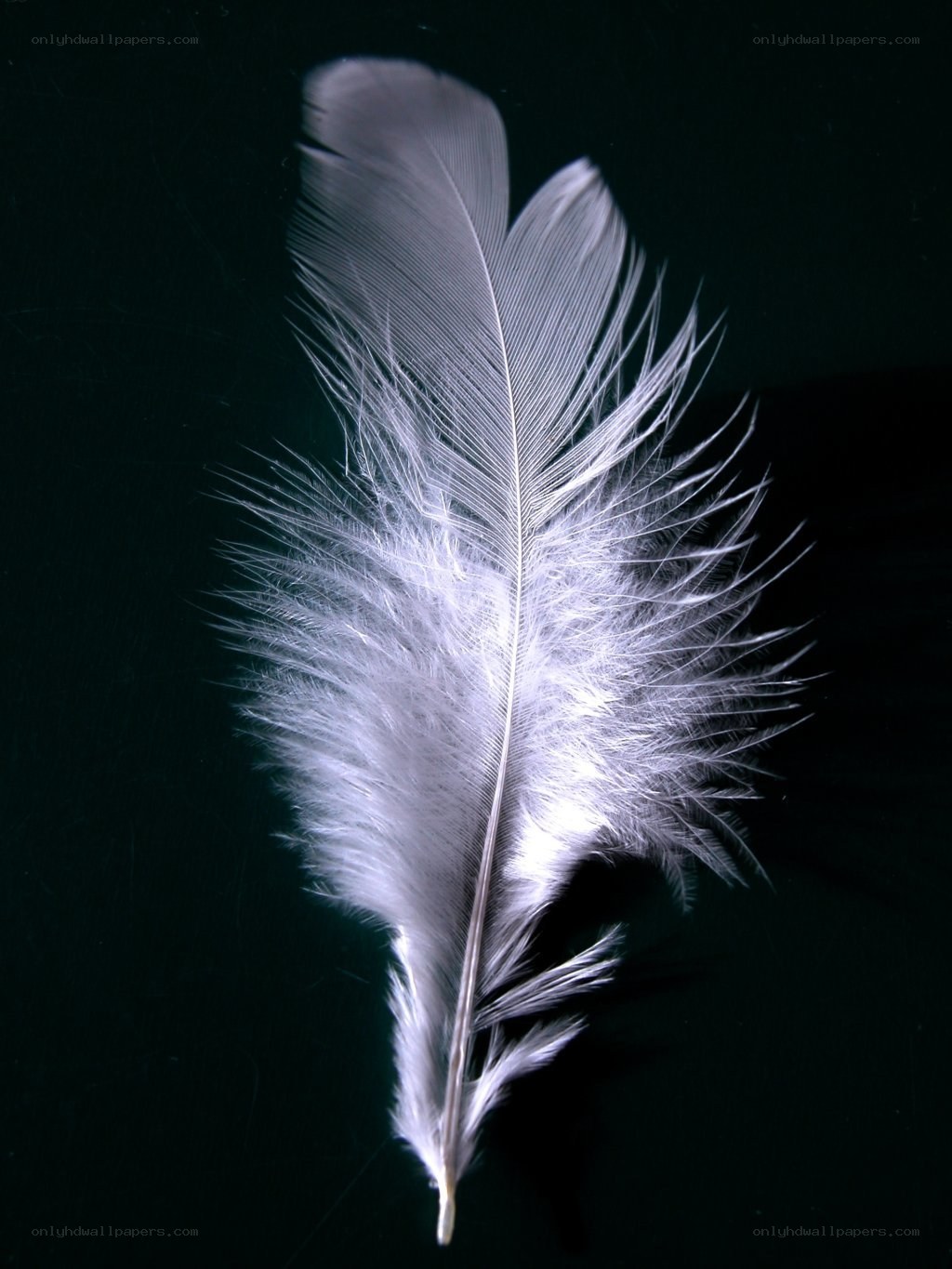 White feather on black background