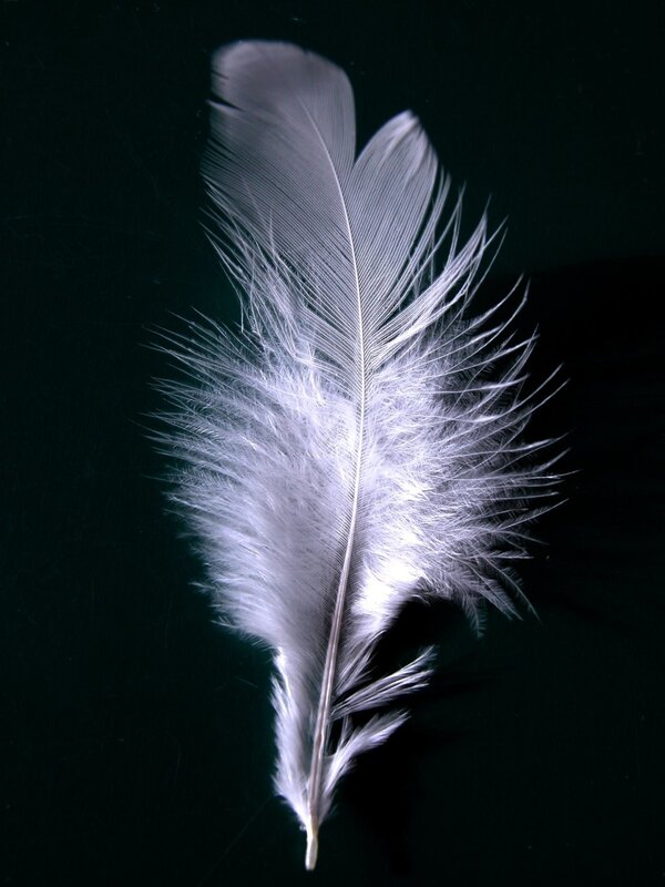 White Feather on Black — Dramatic