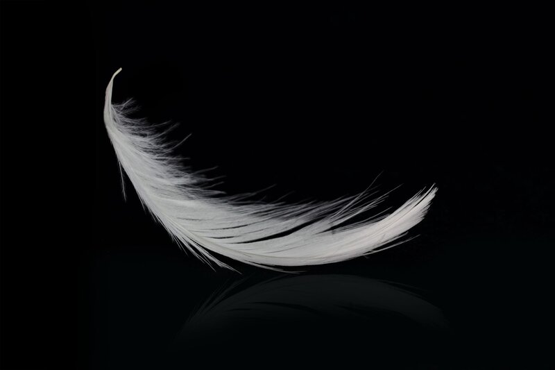 White Feather on Black