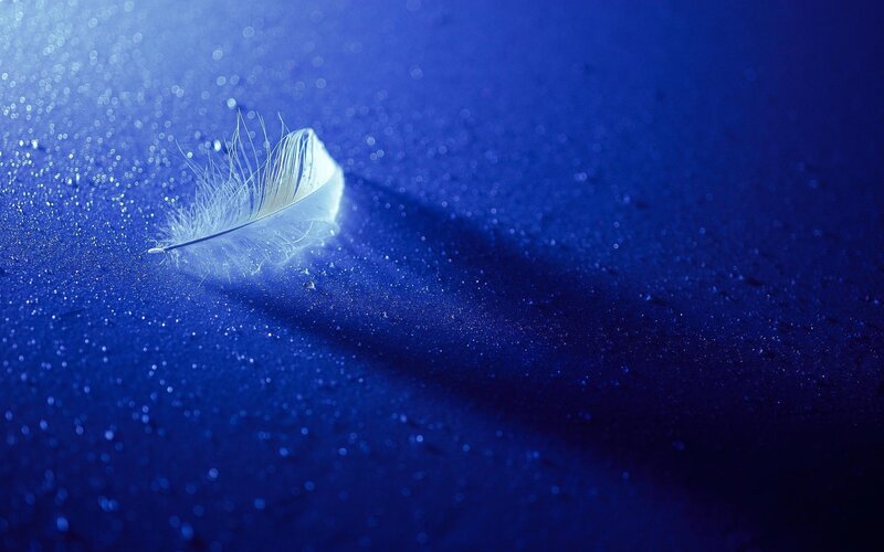 White Feather on Blue Surface