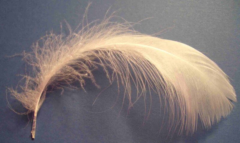 white feather on dark surface
