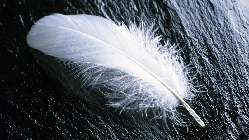 white feather on dark surface