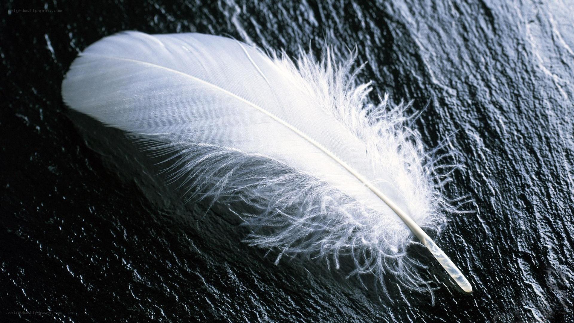 white feather on dark surface