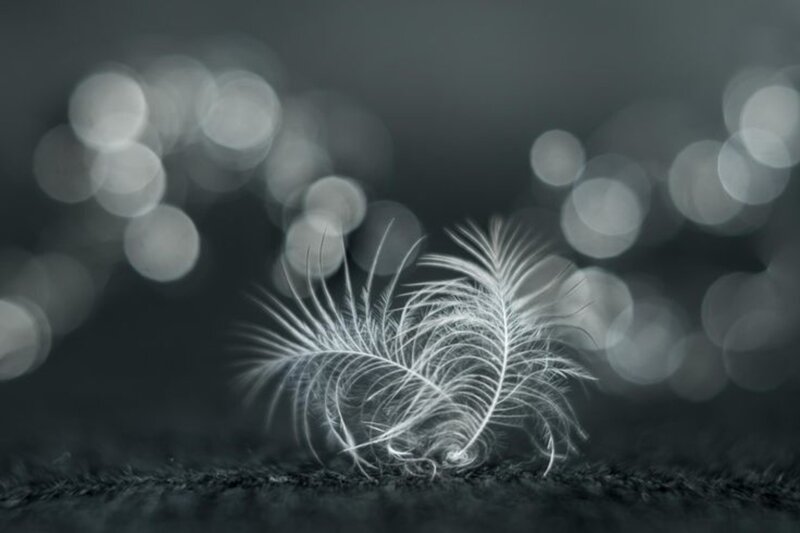 White Feather on Dark Surface — Black, Serene