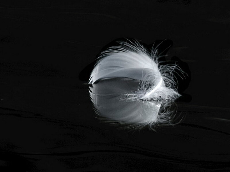 White Feather on Dark Surface — Black