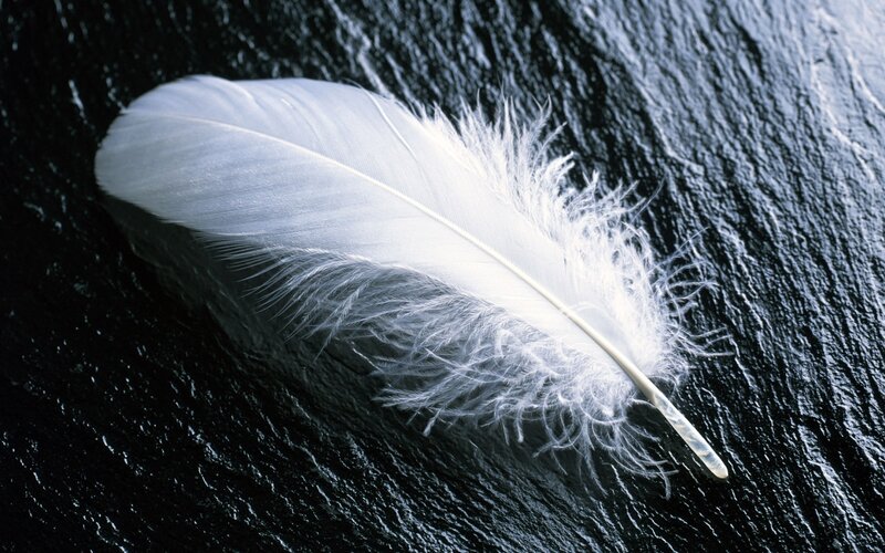 White Feather on Dark Surface — Dramatic, Black