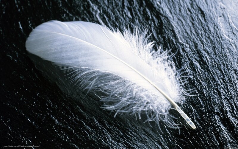 White Feather on Dark Surface — Dramatic