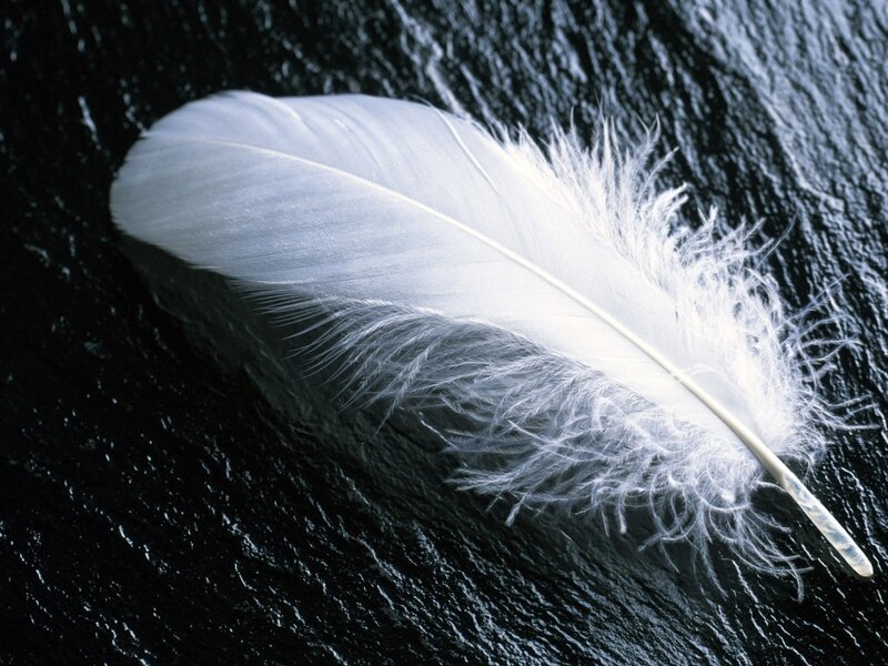 White Feather on Dark Surface — Serene, Photograph, Dark Surface