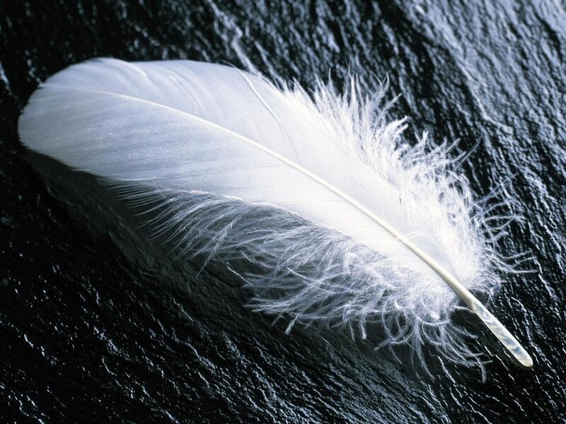 White Feather on Dark Surface — Serene