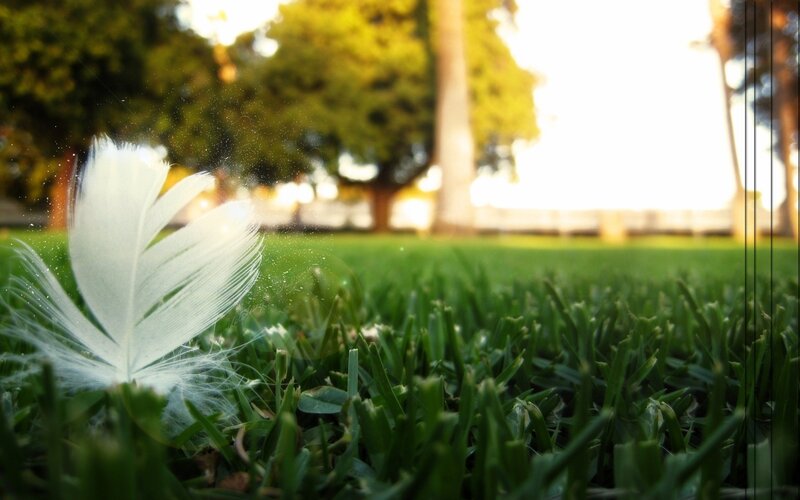 White Feather on Grass — Green, Serene