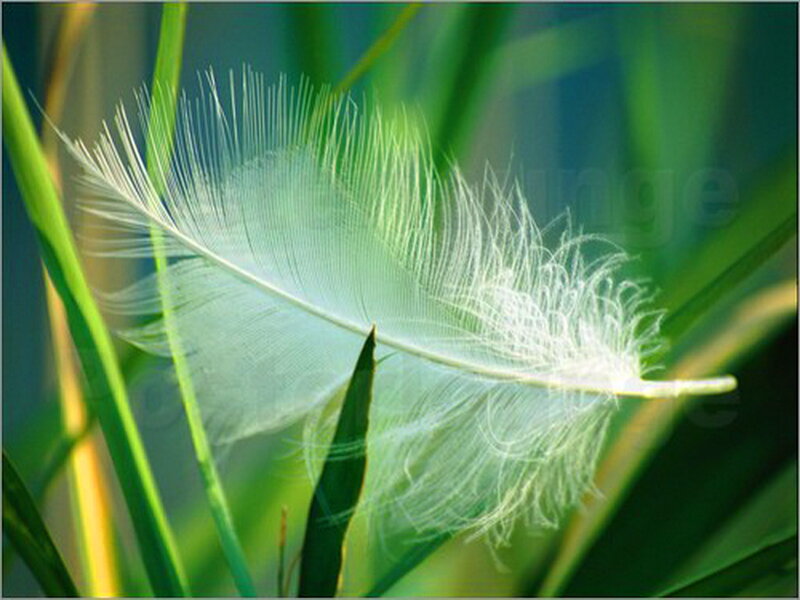 White Feather on Grass — Green